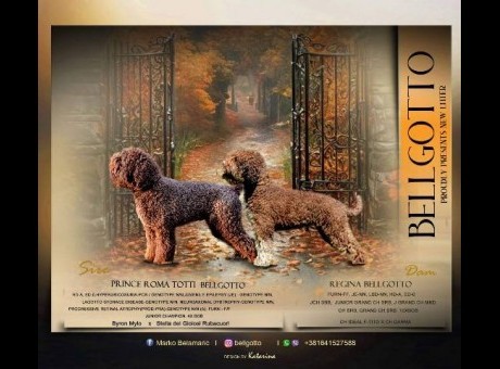 lagotto 01.jpg